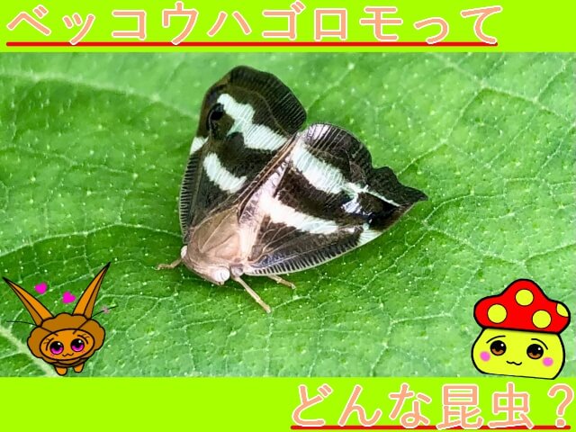 Thumbnail of post image 051